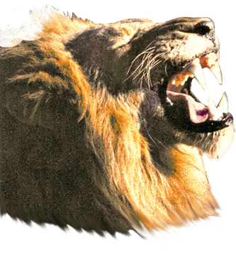 Glendale Dental Group - We Quiet the Roar